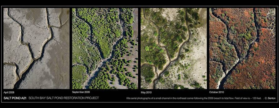 A before and after photo of trees in the same area.