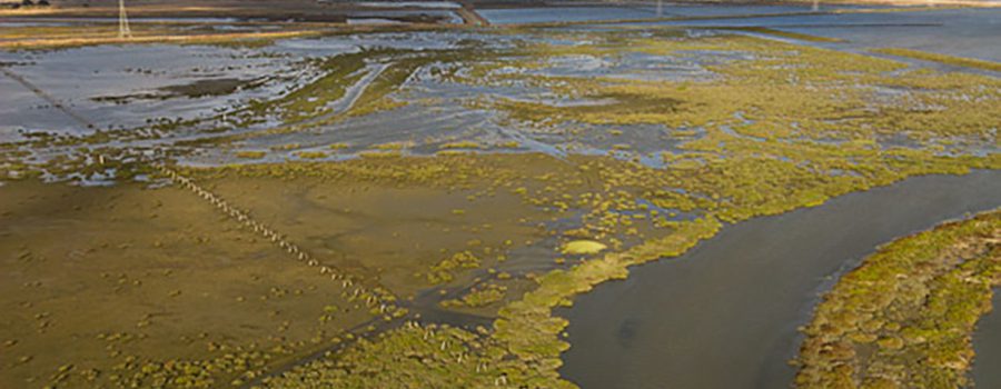 A large body of water with algae growing on it.
